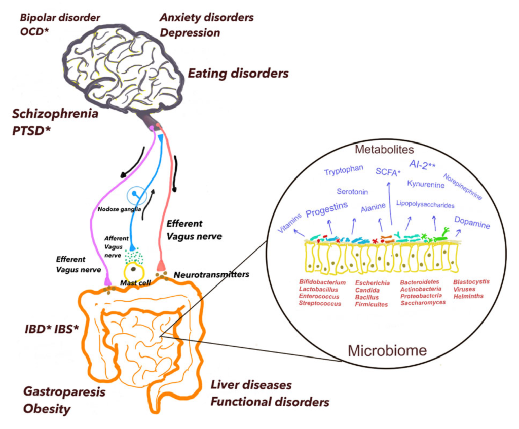 The Gut-Brain Axis: How Your Microbiome Shapes Your Mood 11 The Gut-Brain Axis: How Your Microbiome Shapes Your Mood